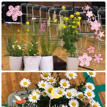 卒業式の投稿画像一覧 Greensnap グリーンスナップ