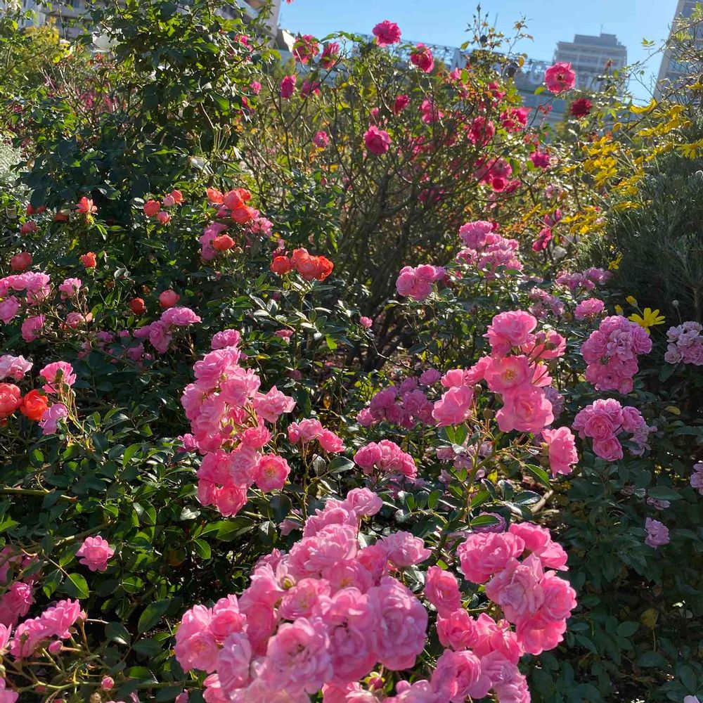 ひさぴさんの山下公園への投稿