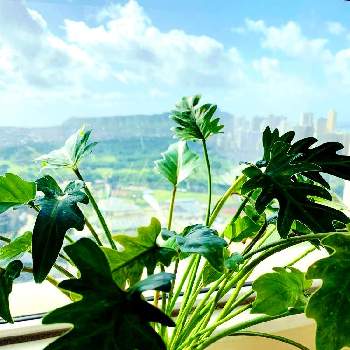 ザナドゥの画像 by hiroさん | 窓辺とインドアグリーンとボタニカルと元はハイドロ苗と観葉植物とボタニカル・ライフとわが家の観葉植物❢と根っこが凄いとフィロデンドロン属と観葉植物のある暮らしとザナドゥとインテリアグリーン
