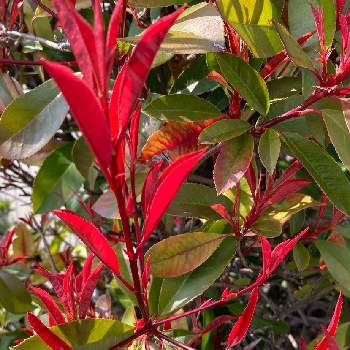 和名ベニカナメ 洋名レッドロビンの投稿画像一覧 Greensnap グリーンスナップ