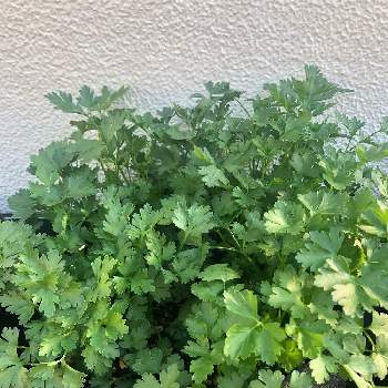 イタリアンパセリ の投稿画像一覧 Greensnap グリーンスナップ