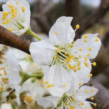 すももの花の投稿画像一覧 Greensnap グリーンスナップ