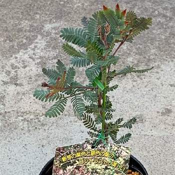 銀葉アカシアプルプレアの投稿画像一覧 Greensnap グリーンスナップ