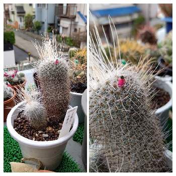 赤い実が可愛いの投稿画像一覧 Greensnap グリーンスナップ