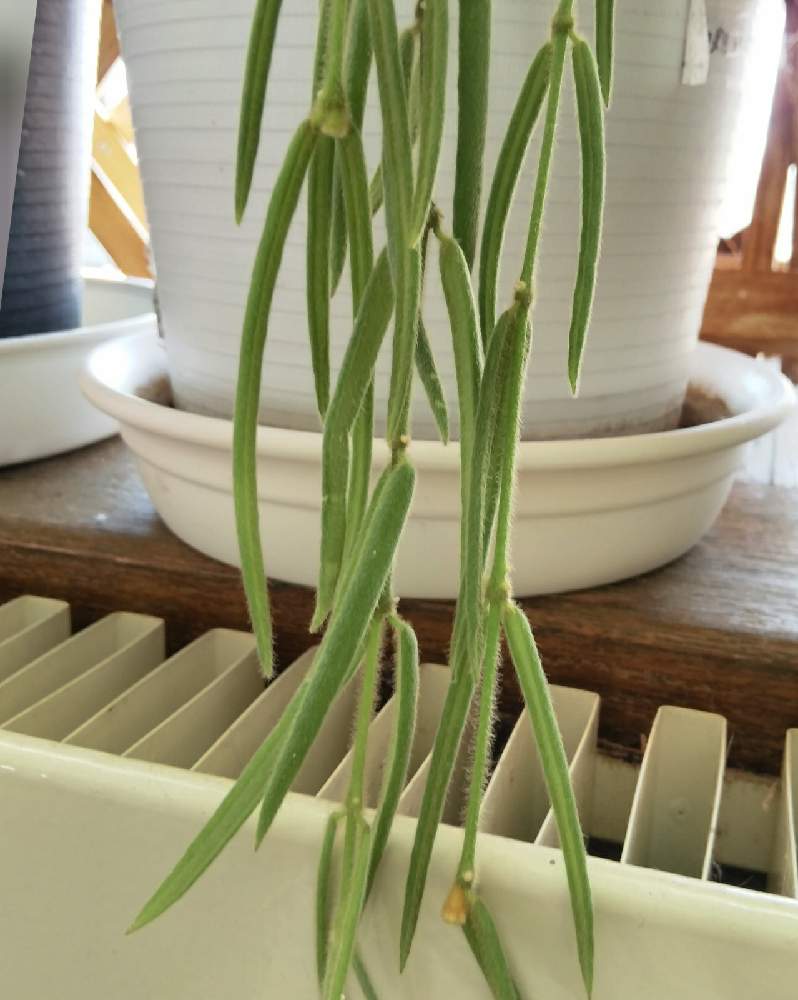 ホヤ リネアリスの投稿画像 By 蘭菊 さん 蘭菊 のホヤとホヤの花とgs映えとおうち園芸と植中毒とホヤと北海道からとホヤ属とホヤはいいぞ と花のある暮らし 21月3月23日 Greensnap グリーンスナップ