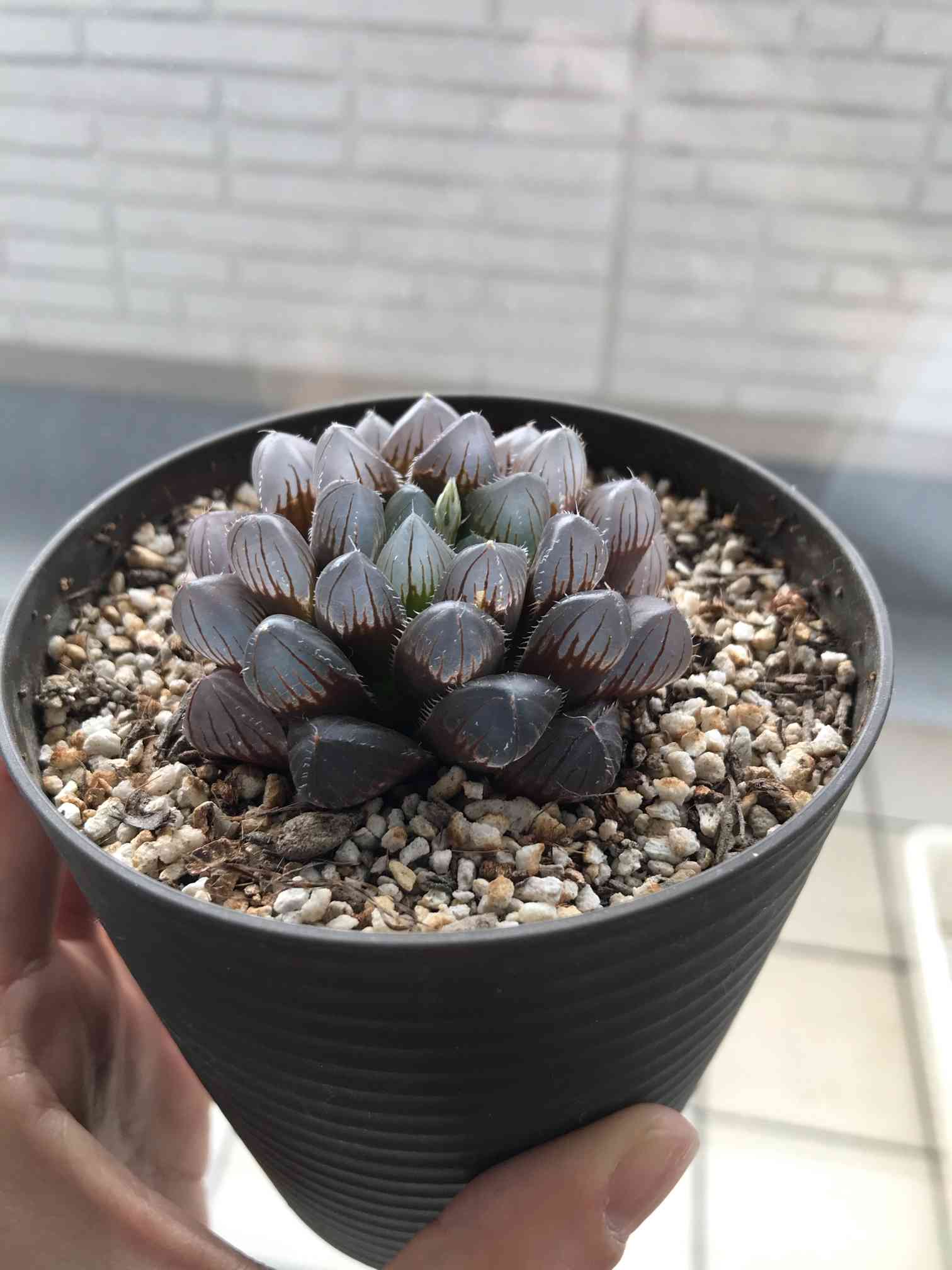 （≧∇≦）多肉植物 ハオルチア オブツーサ錦花水晶 実生 極上斑 ≧∇≦）多肉植物 ハオルチア オブツーサ錦花水晶 実生 極上斑