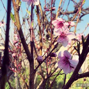 稲田の桃の画像 by このニャンさん | 我が家の庭とおうち園芸とおうちde菜園と稲田の桃
