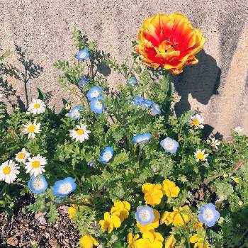 春一番の画像 by 仁美さん | 車庫と春に咲く花と春一番とビオラ♡とはっぱと家の庭と チューリップと ネモフィラと芽が出たとかわいいとお庭づくり