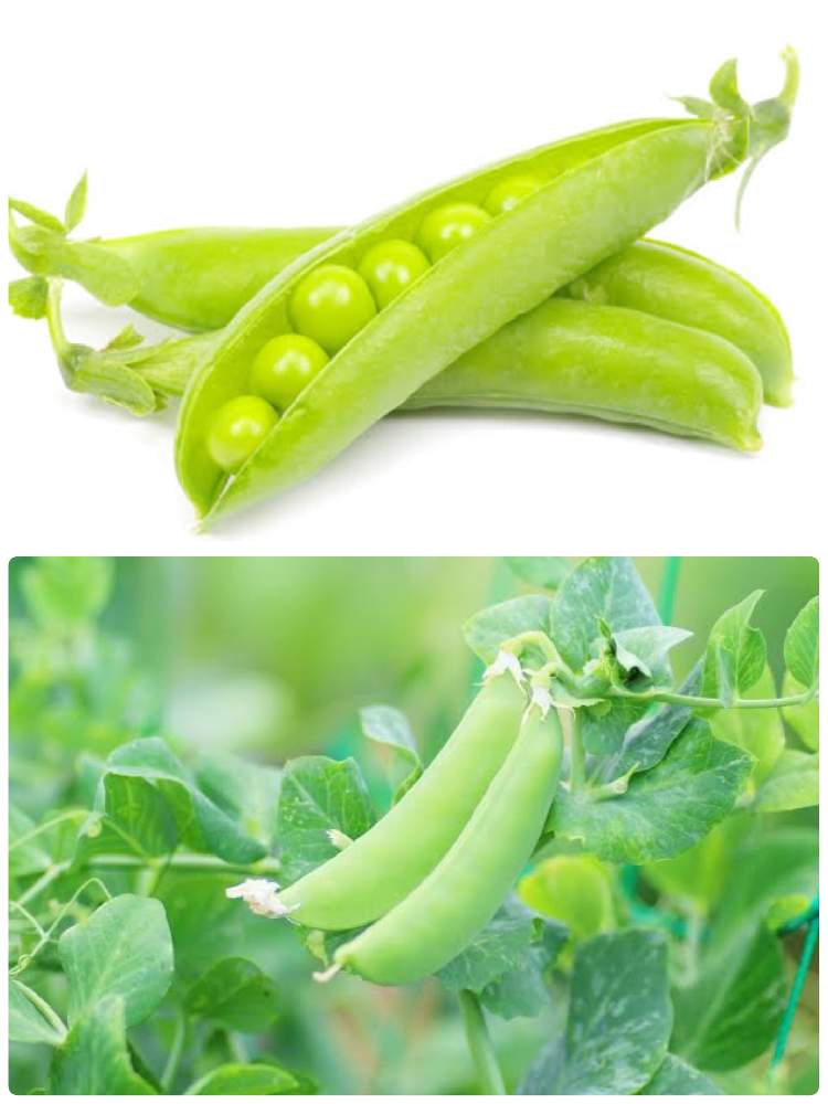 スナップエンドウ出来るかな Greensnap グリーンスナップ