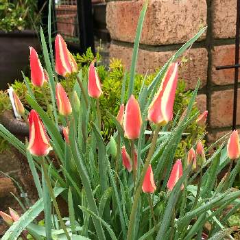 植えっぱなし球根の投稿画像一覧 Greensnap グリーンスナップ