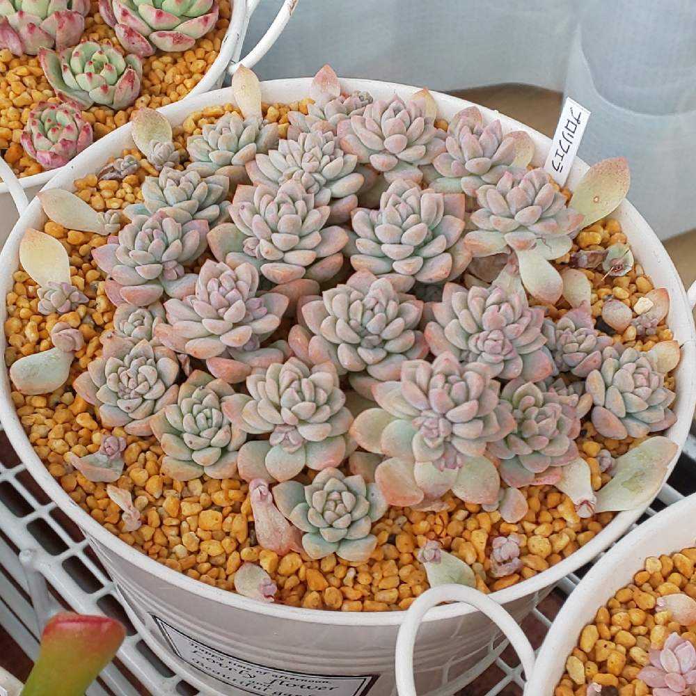 358 プロリフィカ②の生長記録 2022.08.14更新｜🍀GreenSnap