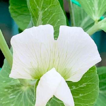 スナップエンドウの花 の投稿画像一覧 Greensnap グリーンスナップ