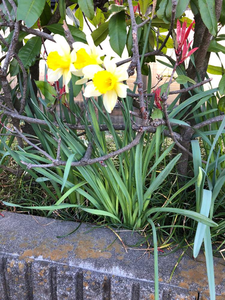 きよさんの投稿画像 21月3月23日 Greensnap グリーンスナップ