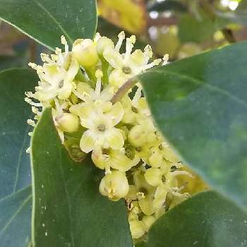 モチノキの投稿画像一覧 Greensnap グリーンスナップ モチノキの投稿画像一覧 Greensnap グリーンスナップ
