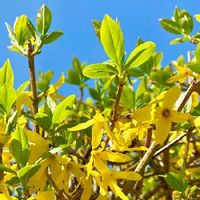 レンギョウ 連翹 の育て方 植え付け時期や剪定の仕方は 増やし方は Greensnap グリーンスナップ レンギョウ 連翹 の育て方 植え付け時期や剪定の仕方は 増やし方は Greensnap グリーンスナップ
