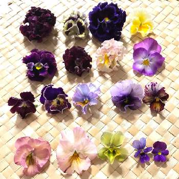 極小輪ビオラ ブルージャスミンの投稿画像一覧 Greensnap グリーンスナップ