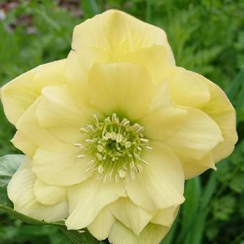 八重クリスマスローズの投稿画像一覧 Greensnap グリーンスナップ