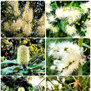 オーストラリア植物の投稿画像一覧 Greensnap グリーンスナップ