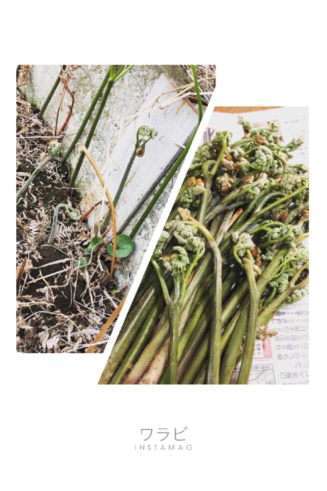 ワラビの生命力の投稿画像 By ミーヤンさん 家庭菜園と春ですねーと無農薬と畑仕事と有機栽培 21月3月23日 Greensnap グリーンスナップ