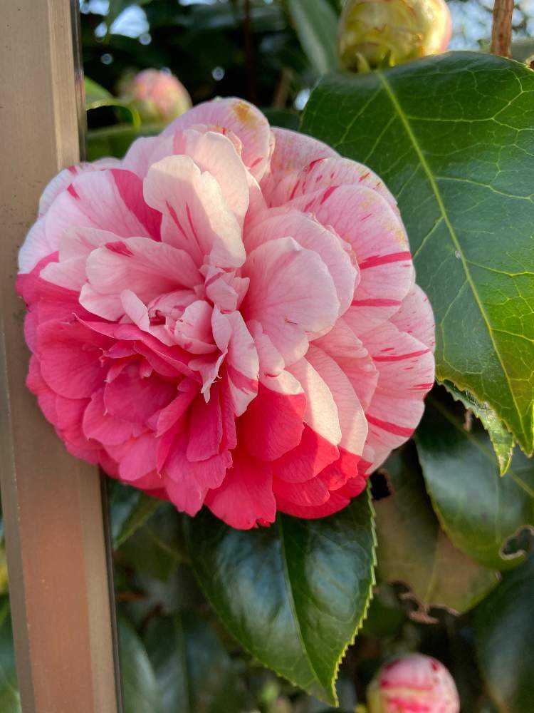 2色咲きの椿 Greensnap グリーンスナップ