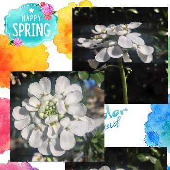 トキワマガリバナの画像 by 92Aさん | 小さな庭とイベリスとトキワマガリバナと沢山咲くよと今を乗切るぞ！とおはなとGS映えと美しく咲くとコロナに負けるな！とつぼみとみどりと可愛いと花のある暮らしとお庭と白い花といやされるとGREEN UP!と花が咲く