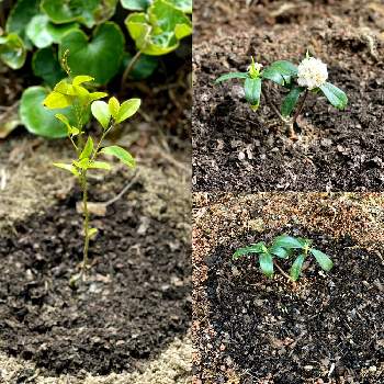 沈丁花 の投稿画像一覧 Greensnap グリーンスナップ 沈丁花 の投稿画像一覧 Greensnap グリーンスナップ