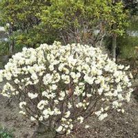 沈丁花 ジンチョウゲ の育て方 植え付けや植え替え時期は 剪定は必要 Greensnap グリーンスナップ 沈丁花 ジンチョウゲ の育て方 植え付けや植え替え時期は 剪定は必要 Greensnap グリーンスナップ