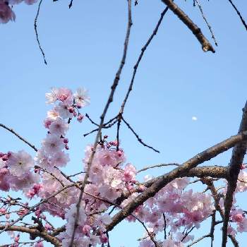 月と植物の画像 by BearGrass(ベアグラス)さん | お出かけ先とシダレザクラと近くの公園と月と植物と岐阜県各務原市とお散歩みちでと桜の季節と桜の花♡とお月様とお散歩と『2021桜』フォトコンテスト