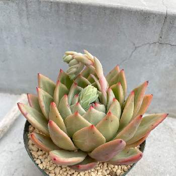 エケベリア ピンクシャンペーンの投稿画像一覧 Greensnap グリーンスナップ