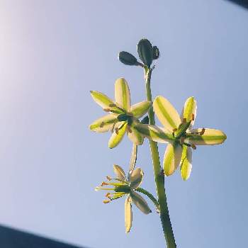 冬型植物の画像 by 雨さん | バルコニー/ベランダとアルブカ コンコルディアナと成長記録とケープバルブと冬型植物