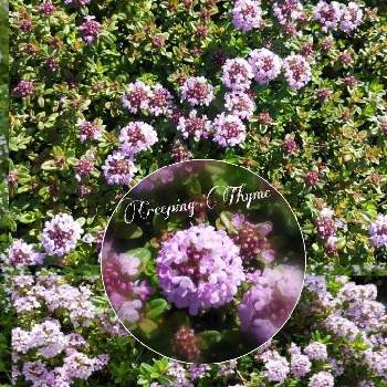 クリーピング タイム❇︎の画像 by すみれさん | タイムと植物のある暮らしと今日のお花と素敵な色と綺麗な色♡と花のある暮らしとgreen*loveとクリーピング タイム❇︎とハーブはーぶ