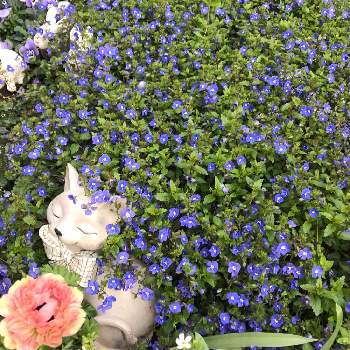 オオイヌノフグリの親戚の投稿画像一覧 Greensnap グリーンスナップ