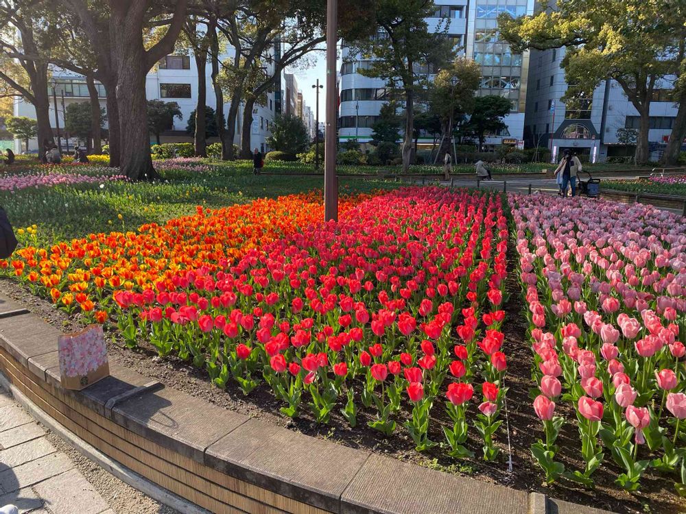 あまかえるんさんの横浜公園への投稿