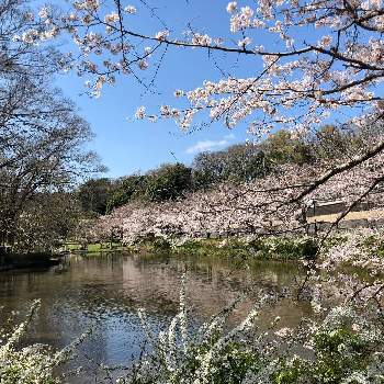 千葉市花島公園の投稿画像一覧 Greensnap グリーンスナップ