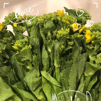 菜の花（食用）の画像 by ayakazumamaさん | お出かけ先と菜の花と菜の花（食用）と春の訪れと笑顔の源と頑張れと緑がある暮らしと花のある暮らしと菜の花♪