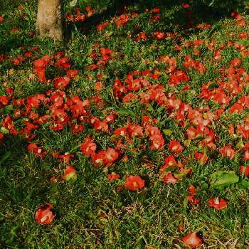 椿の花がの投稿画像一覧 Greensnap グリーンスナップ