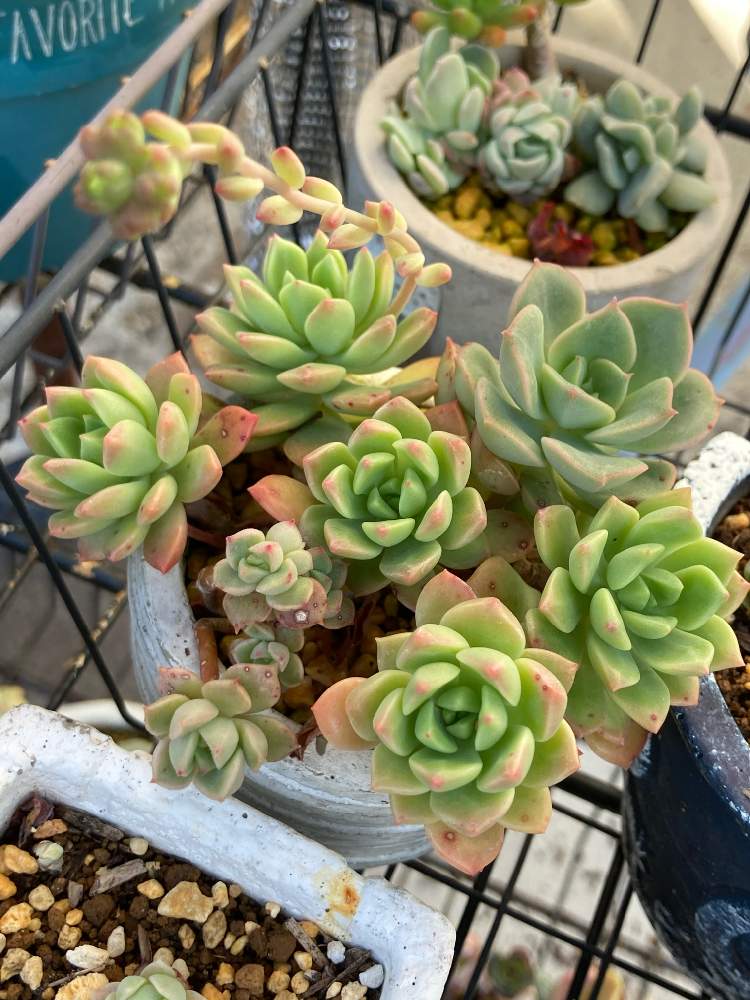 マッコスの投稿画像 By とともさん 緑ボタンとマッコスとマッコスとマッコスとマッコスと多肉植物と多肉寄せ植え 21月3月24日 Greensnap グリーンスナップ