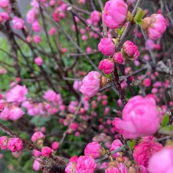 庭桜の投稿画像一覧 Greensnap グリーンスナップ