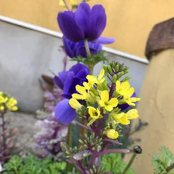 玄関周りの投稿画像一覧 Greensnap グリーンスナップ