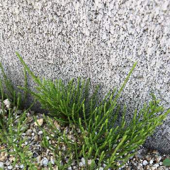 スギナの投稿画像一覧 Greensnap グリーンスナップ