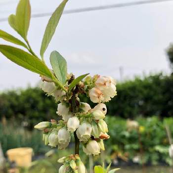 ブルーベリー ピンクレモネードの投稿画像一覧 Greensnap グリーンスナップ