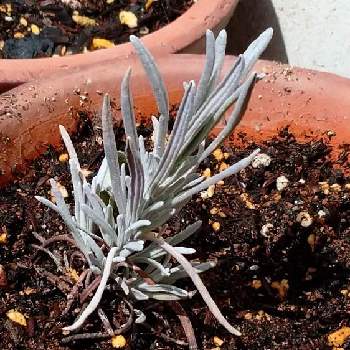 ラバンディン系 ラベンダーの投稿画像一覧 Greensnap グリーンスナップ