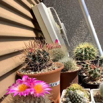 王冠竜の投稿画像一覧 Greensnap グリーンスナップ