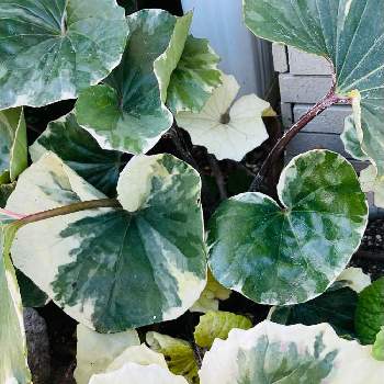 斑入りツワブキ 斑入り石蕗 の投稿画像一覧 Greensnap グリーンスナップ