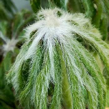 白いうぶ毛の投稿画像一覧 Greensnap グリーンスナップ