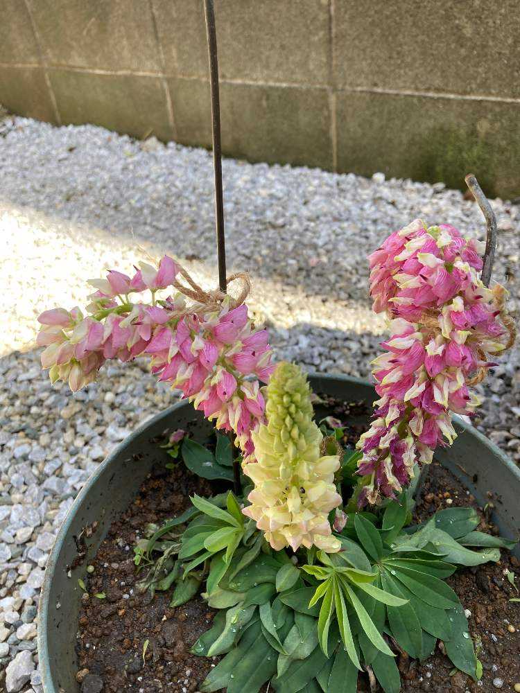 日日是ルピナス ルピナスの記録 ピンク編 Greensnap グリーンスナップ