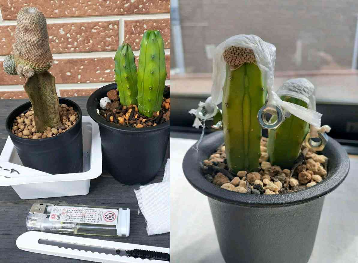 ランポー玉錦 セット Astrophytum myriostigma アストロフィツム 亀甲