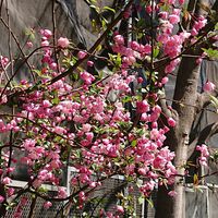 ハナカイドウの画像