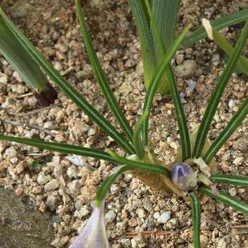 芽出し球根の投稿画像一覧 Greensnap グリーンスナップ