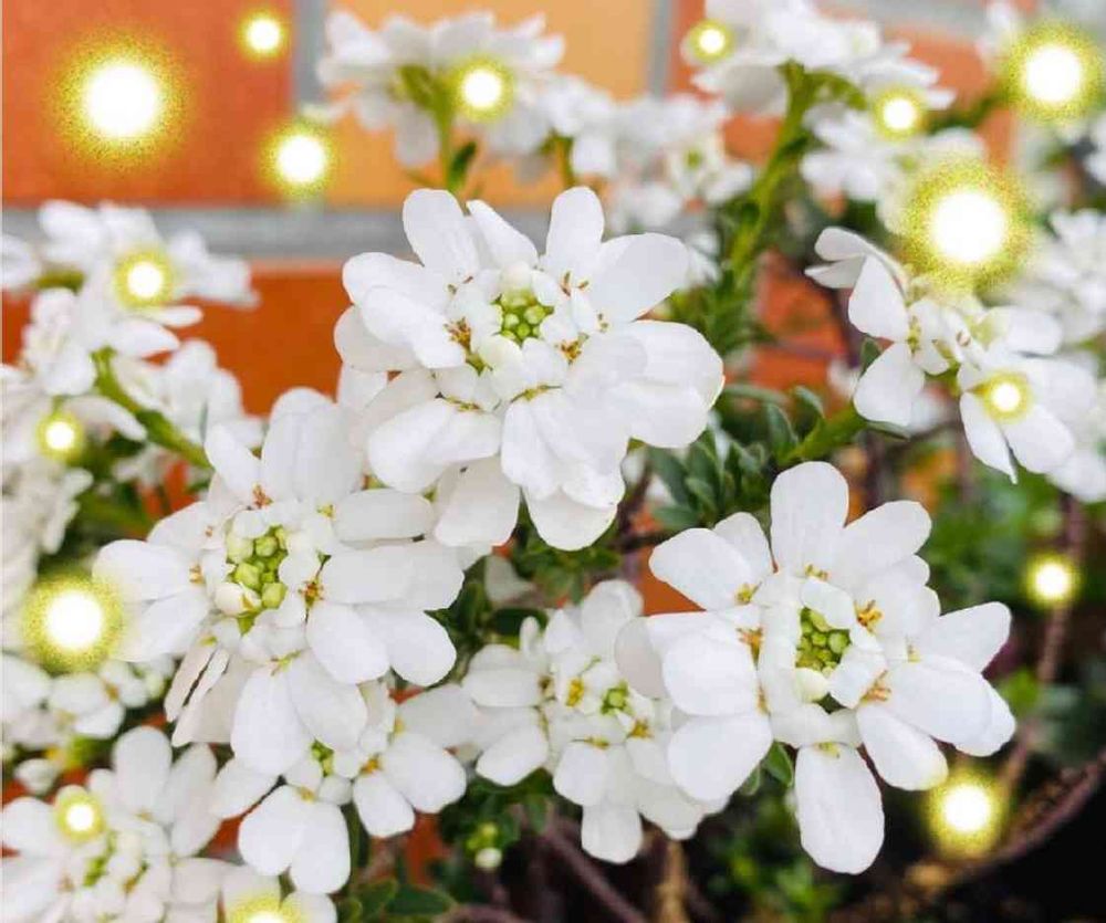 咲かぬなら咲かせてみせようpart2 イベリス編ꕤ*.ﾟ｜🍀GreenSnap（グリーンスナップ）